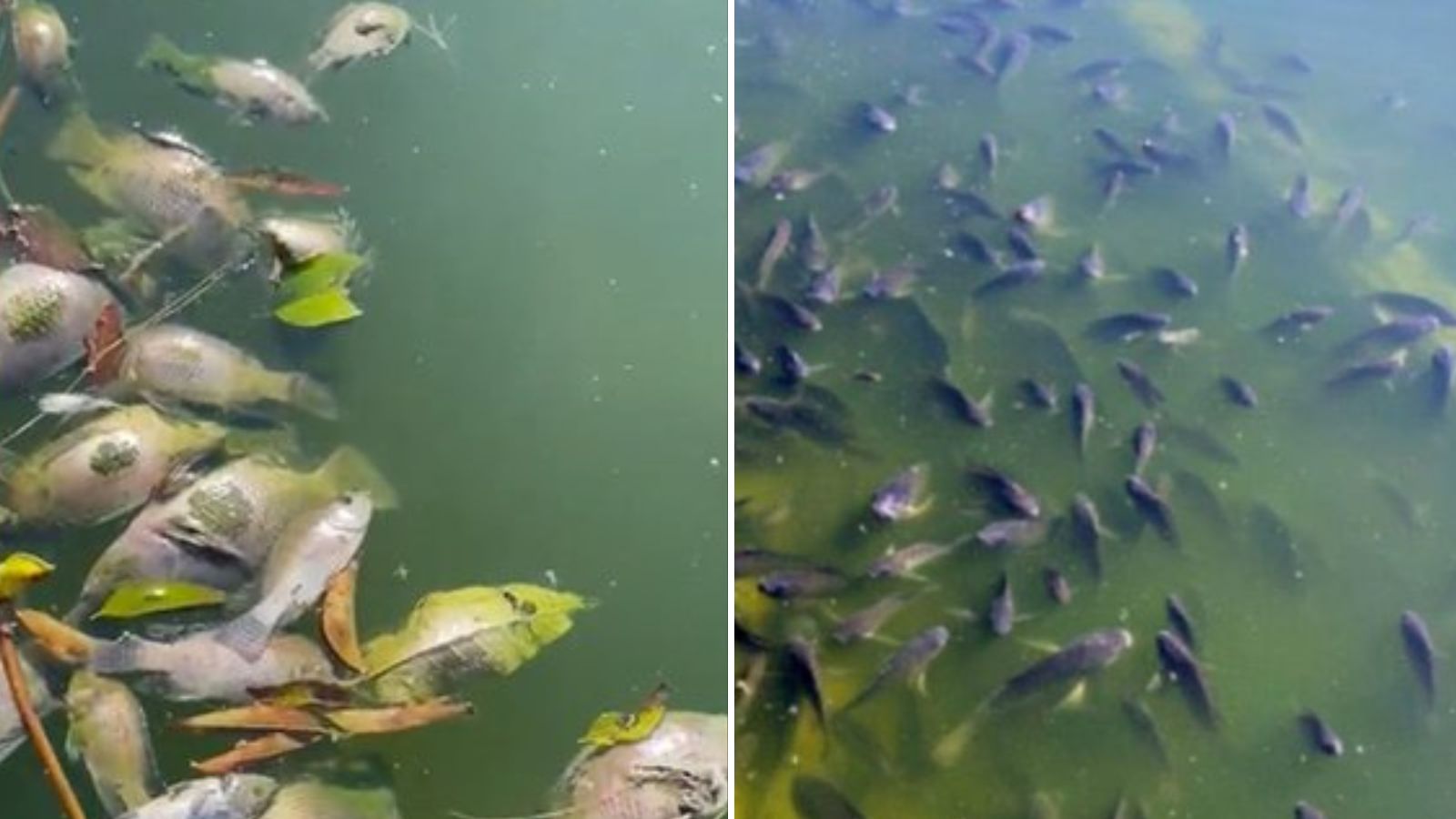 Muerte masiva peces Lago de Chapultepec
