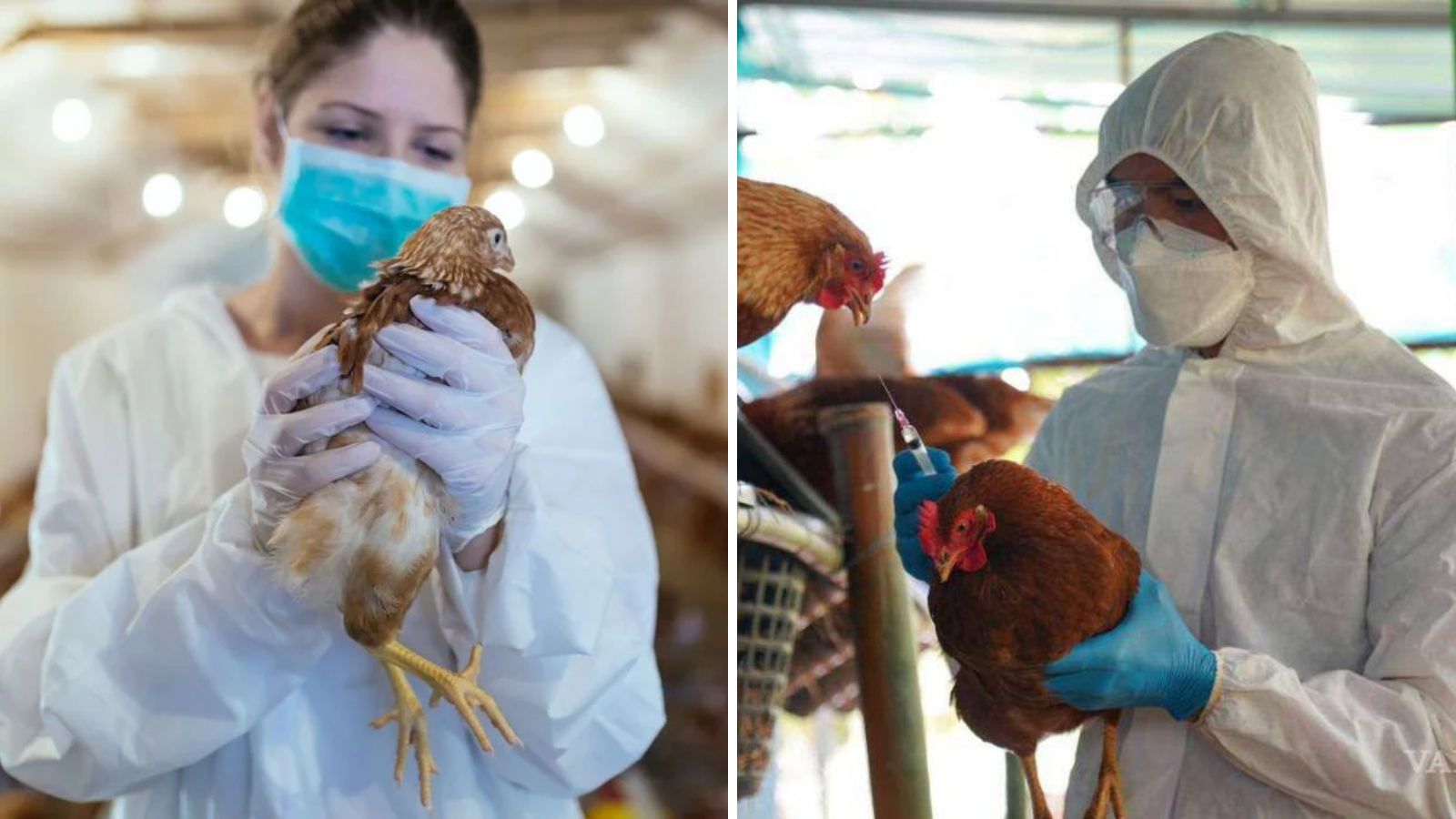 OMS confirma primera muerte de gripe aviar AH5N2 en México