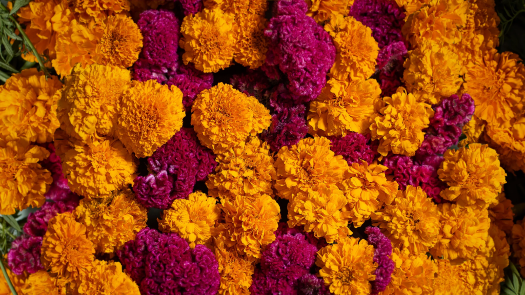 Flor de Cempasúchil 1