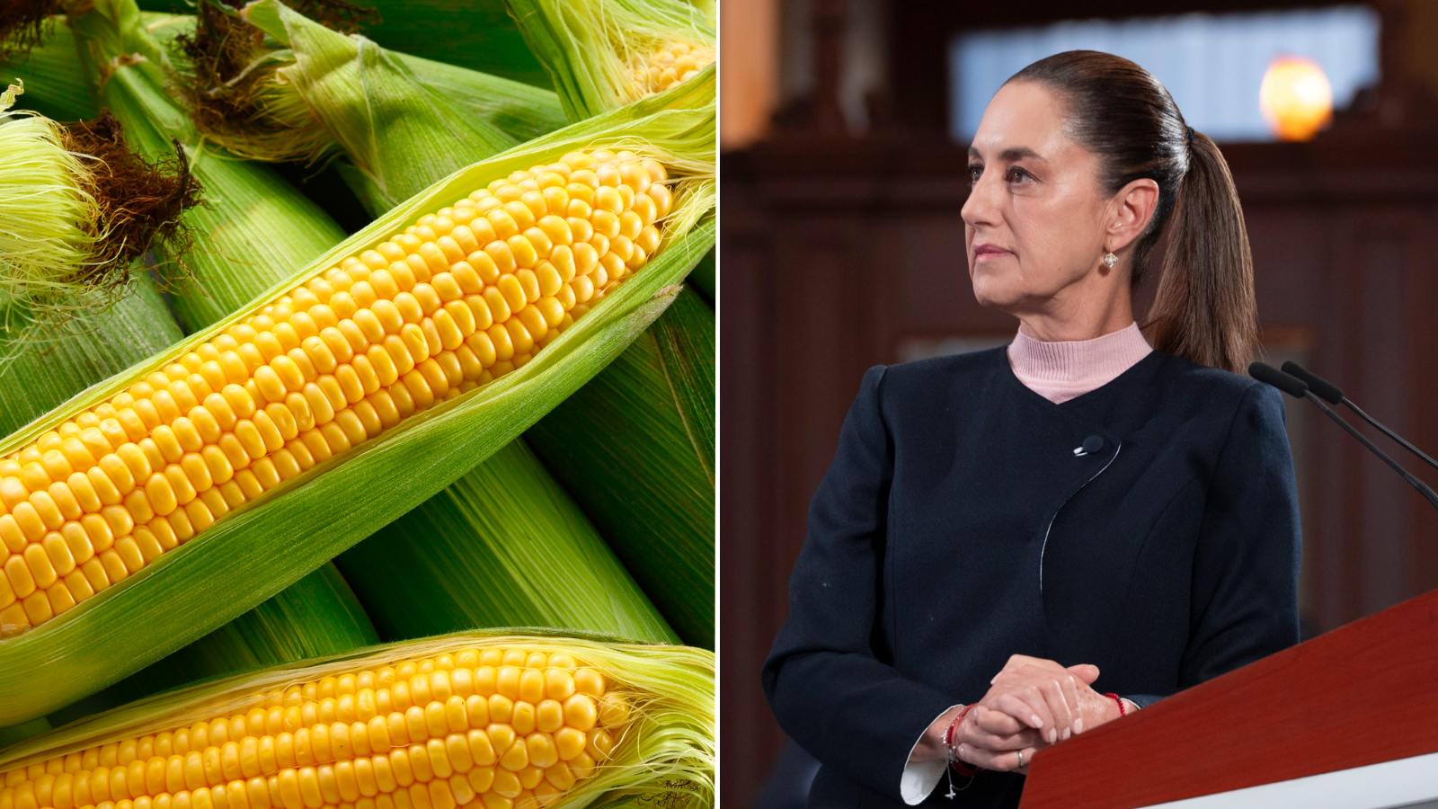 productores de maíz