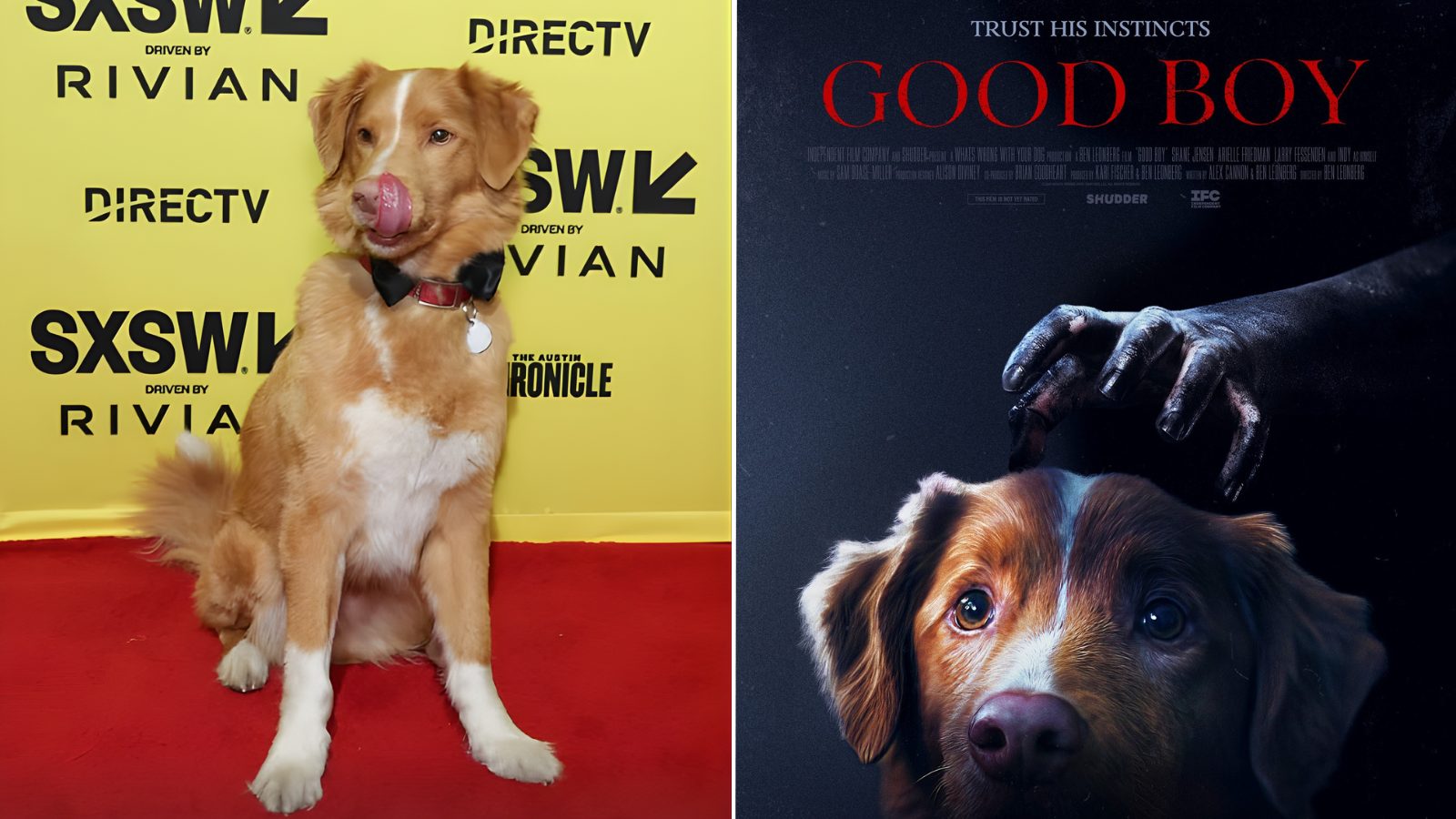 Indy Good Boy Astra 2026