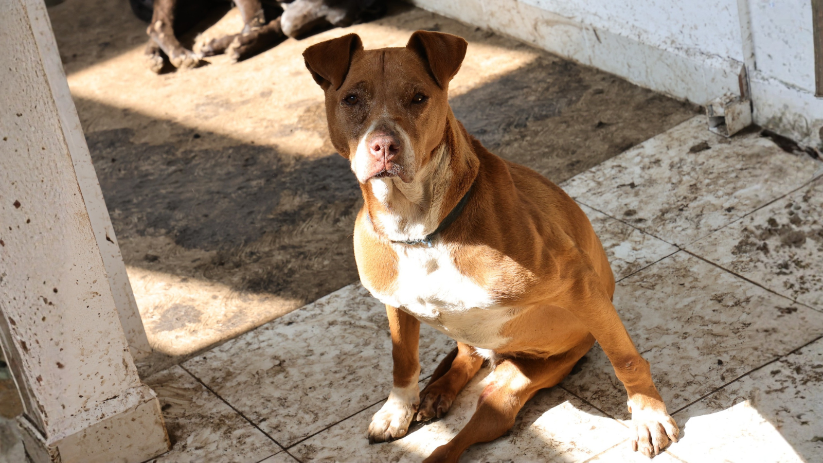 perros resguardados cdmx