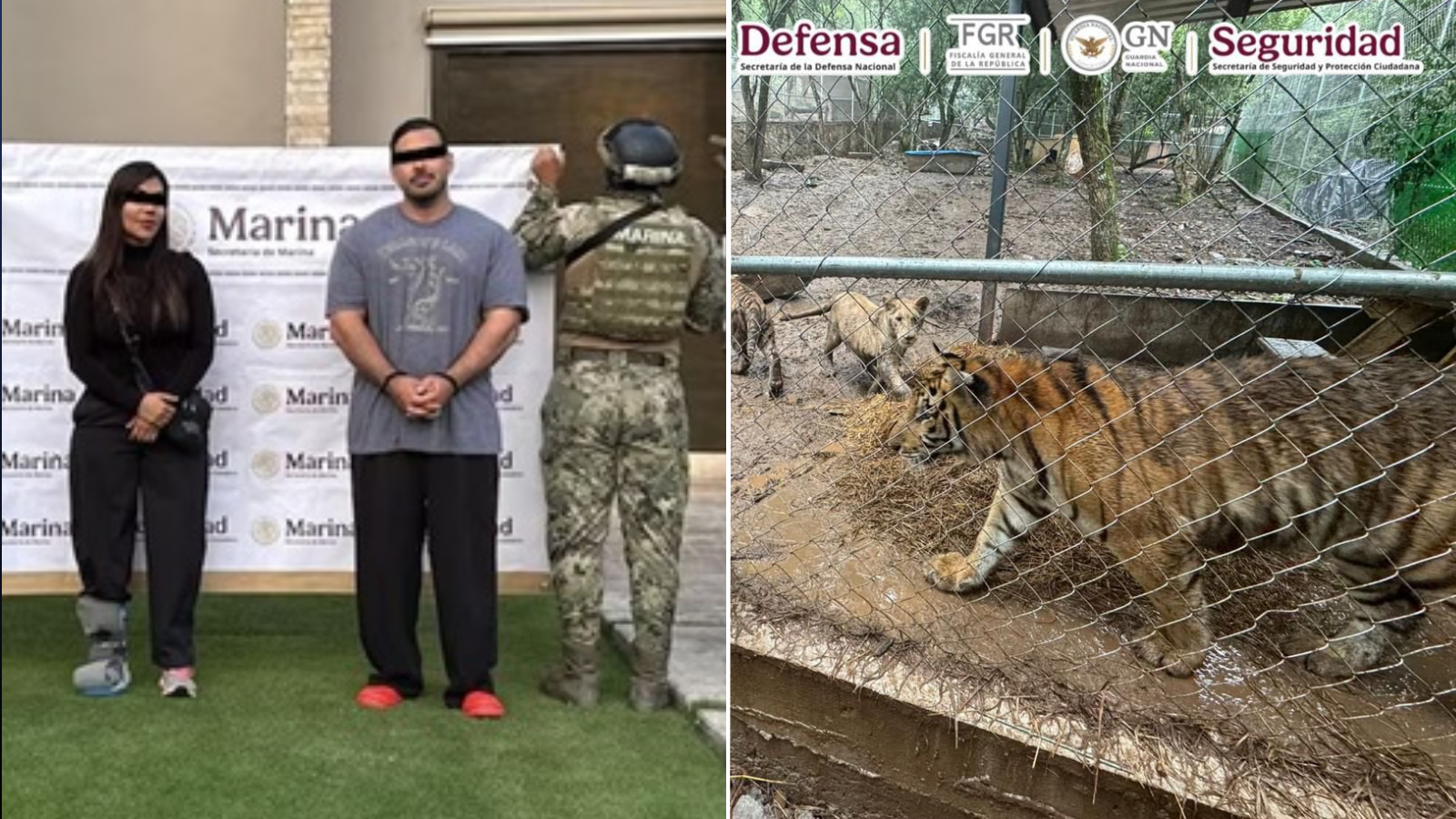 Cae en Nuevo León líder de célula afín al Cártel del Noreste vinculado a huachicol