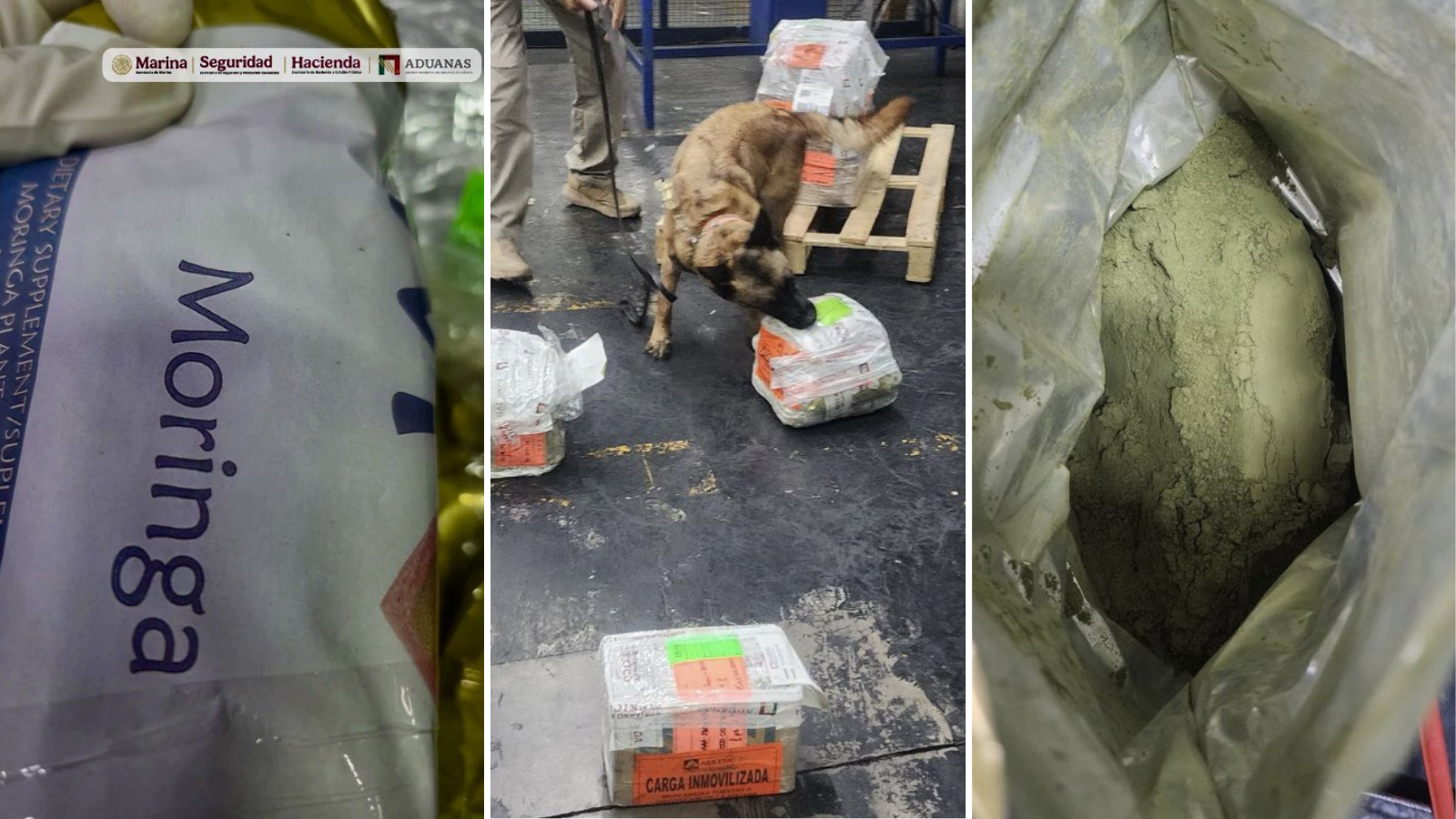 Aseguran en el AICM 8 kilos de hoja de coca camuflados como suplemento de moringa
