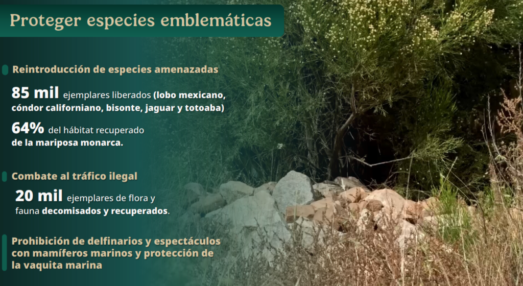 Sheinbaum destaca aumento de viviendas con acceso a agua entubada